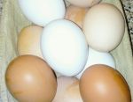 Free range eggs for sale