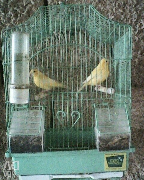 Pair of Canaries together with the cage 50 €